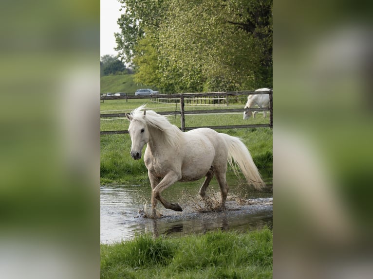 Cruzado Mix Wallach 9 Jahre 157 cm Palomino in K&#xF6;ln