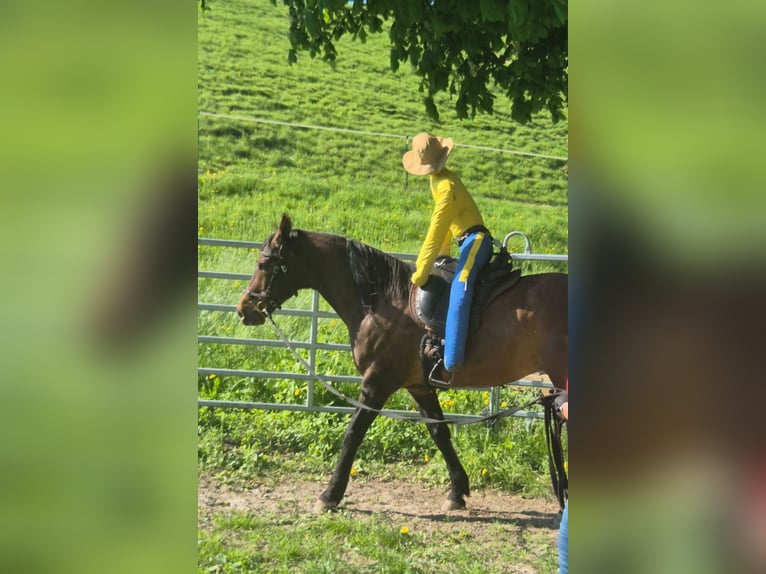 Cruzado Wallach 9 Jahre 159 cm Brauner in Bodenwerder