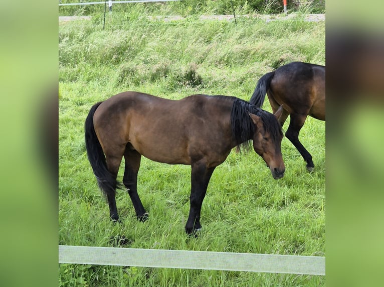 Cruzado Wallach 9 Jahre 159 cm Brauner in Bodenwerder