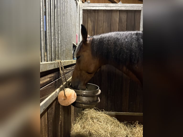 Cruzado Mix Wallach 9 Jahre 160 cm Brauner in Obing