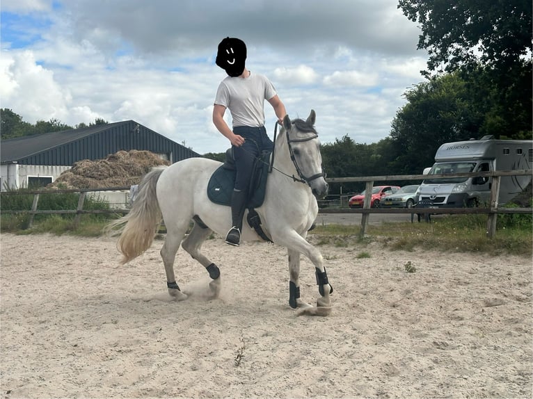 Cruzado Wallach 9 Jahre 160 cm  in Midwolda