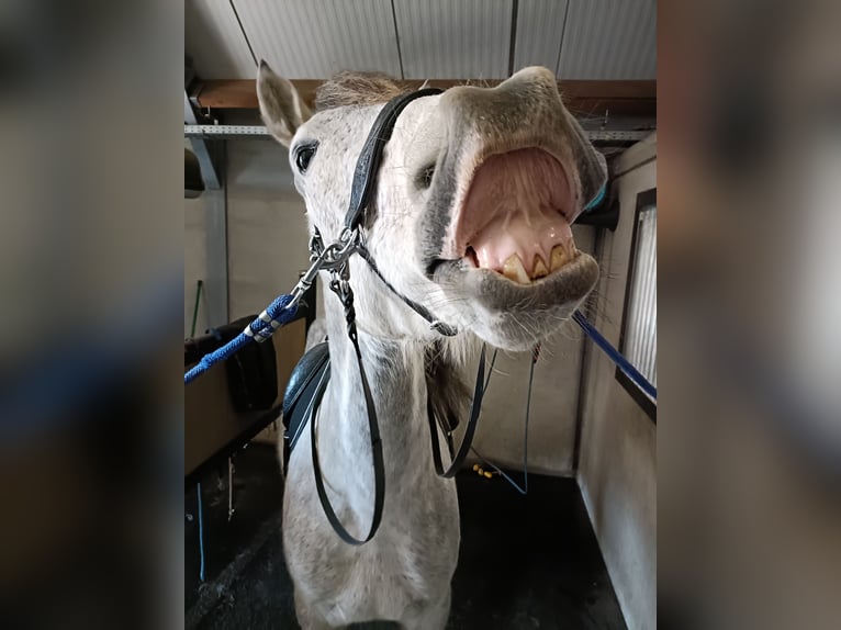 Cruzado Wallach 9 Jahre 163 cm Fliegenschimmel in Putte