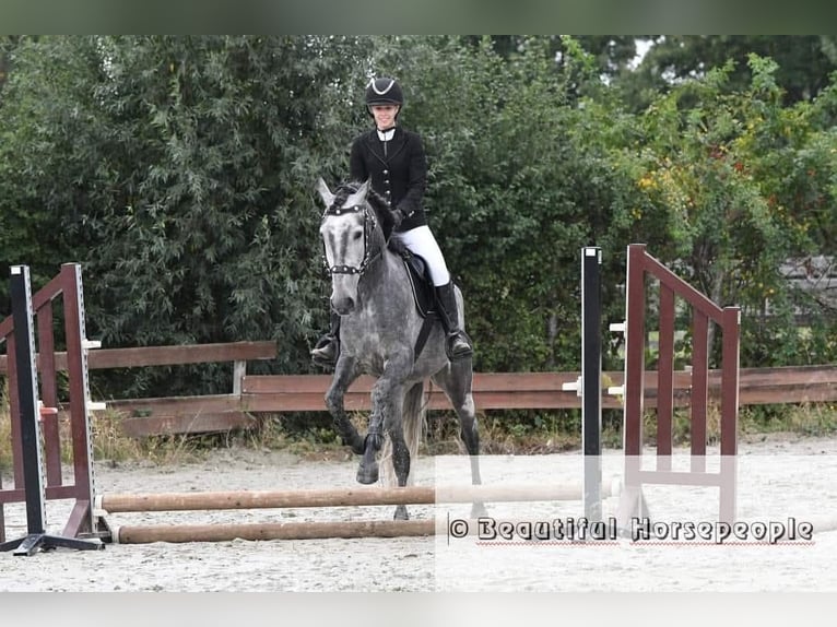 Cruzado Wallach 9 Jahre 163 cm Fliegenschimmel in Putte