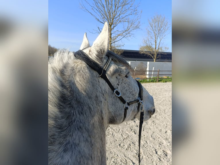 Cruzado Wallach 9 Jahre 163 cm Fliegenschimmel in Putte