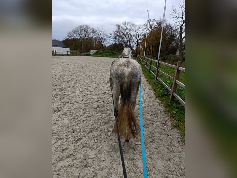 Cruzado Wallach 9 Jahre 163 cm Fliegenschimmel in Putte