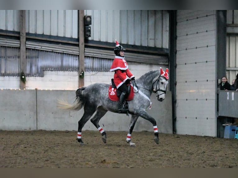 Cruzado Wallach 9 Jahre 163 cm Fliegenschimmel in Putte