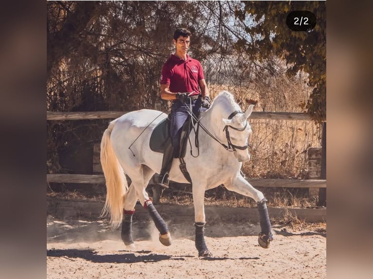 Cruzado Mix Wallach 9 Jahre 169 cm White in Dos Hermanas