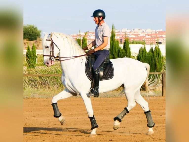 Cruzado Mix Wallach 9 Jahre 169 cm White in Dos Hermanas