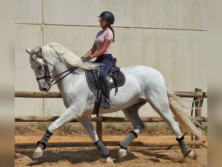 Cruzado Mix Wallach 9 Jahre 169 cm White in Dos Hermanas