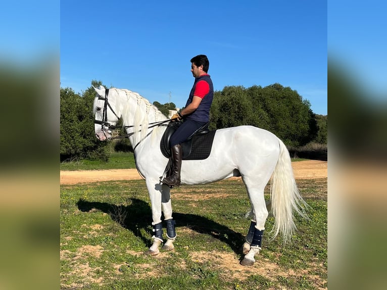 Cruzado Mix Wallach 9 Jahre 169 cm White in Dos Hermanas