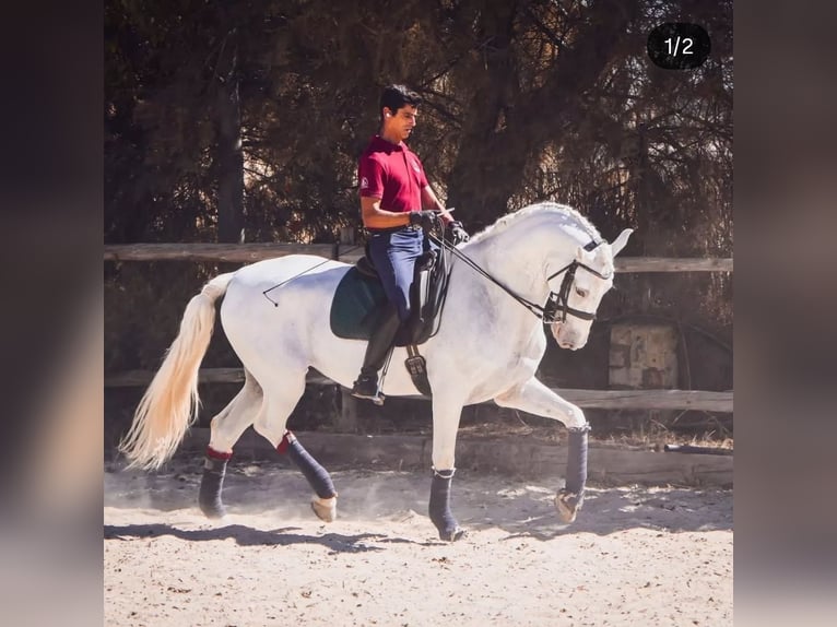 Cruzado Mix Wallach 9 Jahre 169 cm White in Dos Hermanas