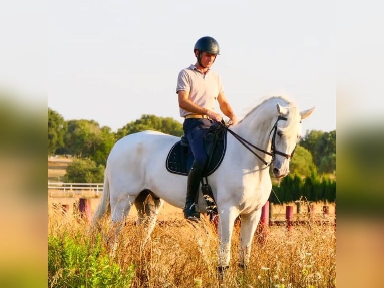 Cruzado Mix Wallach 9 Jahre 169 cm White in Dos Hermanas