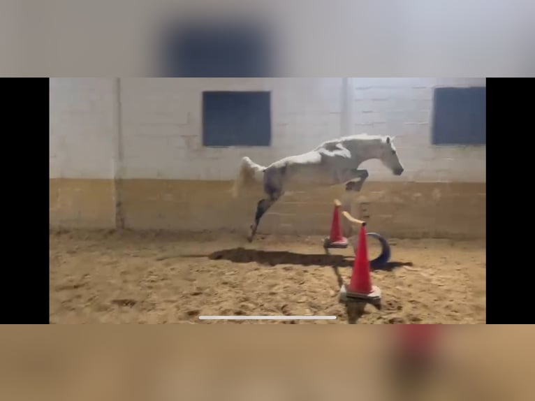 Cruzado Yegua 10 años 145 cm Tordo in Huelva