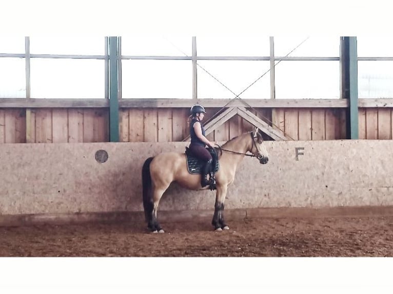 Cruzado Yegua 10 años 156 cm Buckskin/Bayo in Seeham