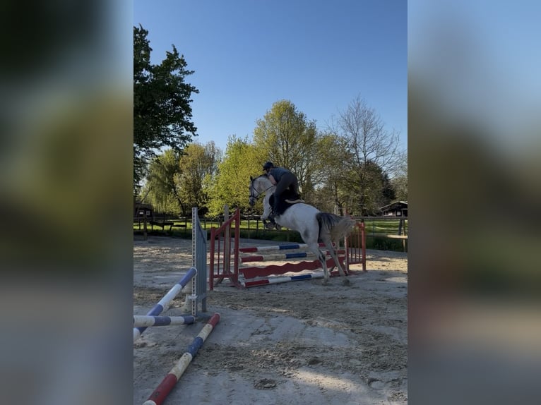 Cruzado Mestizo Yegua 10 años 166 cm Tordo picazo in Korschenbroich