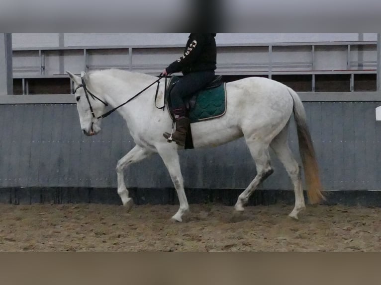 Cruzado Yegua 11 años 162 cm Tordo in Lathen