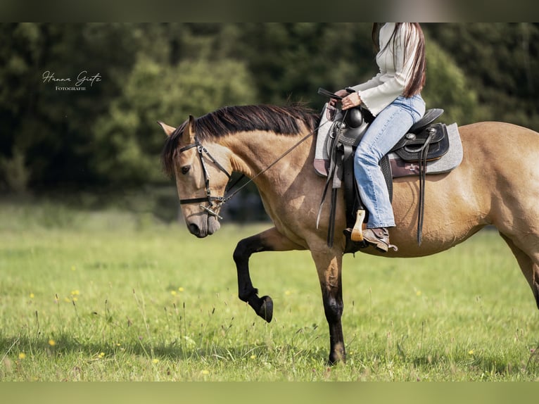 Cruzado Yegua 12 años 155 cm Buckskin/Bayo in Heinzenbach