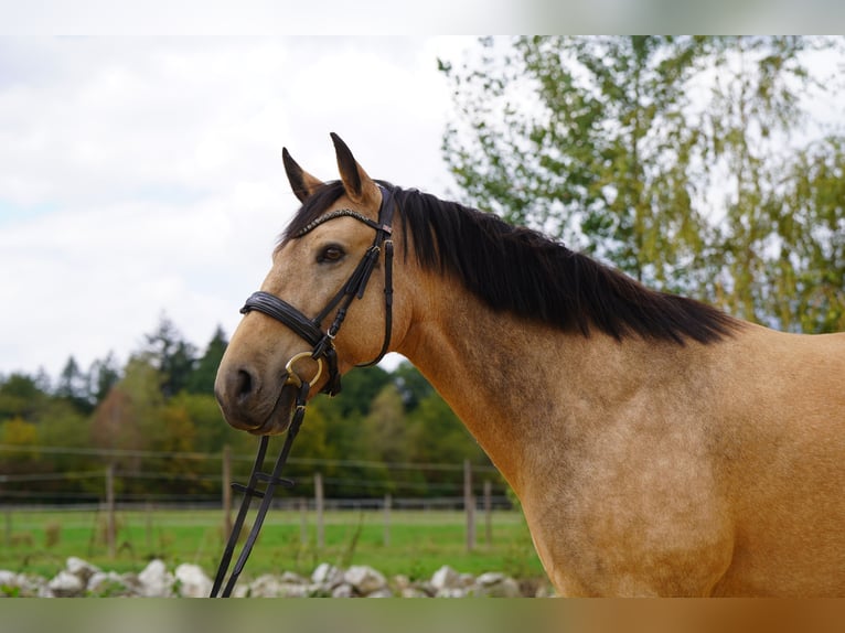 Cruzado Yegua 12 años 155 cm Buckskin/Bayo in Heinzenbach