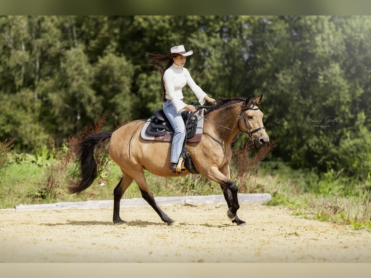 Cruzado Yegua 12 años 155 cm Buckskin/Bayo in Heinzenbach