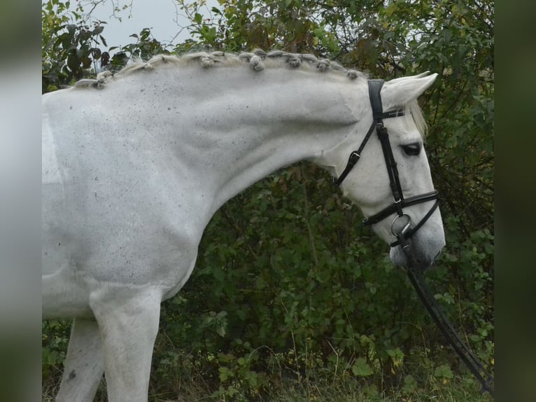 Cruzado Yegua 13 años 155 cm Tordo in W&#xFC;rzburg