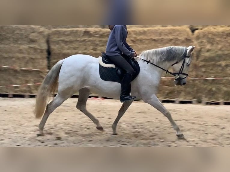 Cruzado Yegua 13 años 155 cm Tordo in W&#xFC;rzburg