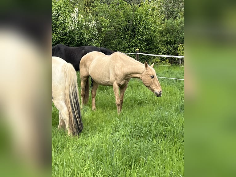 Cruzado Yegua 14 años 153 cm Palomino in Dormagen