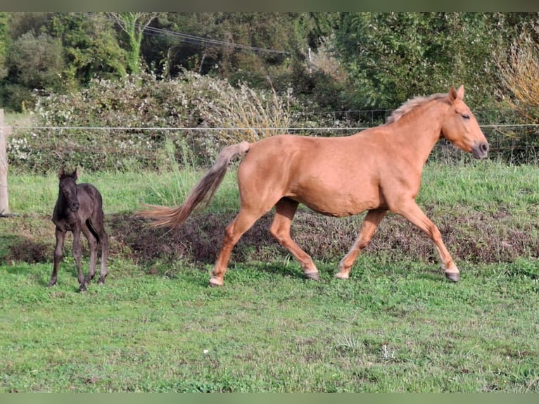 Cruzado Mestizo Yegua 14 años 158 cm Palomino in Santiago De Compostela Cruzado Mestizo Yegua 14 años 158 cm Palomino in Santiago De Compostela