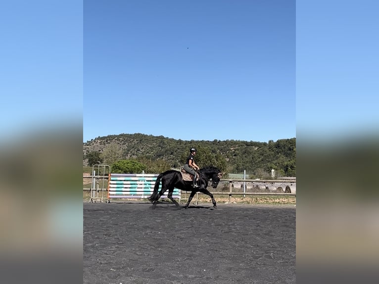 Cruzado Yegua 14 años 160 cm Negro in Moia
