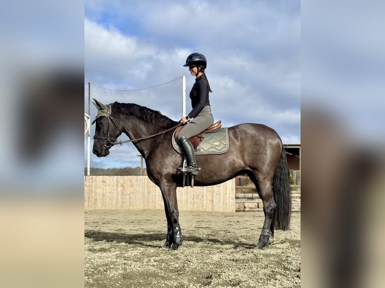 Cruzado Yegua 14 años 160 cm Negro in Moia