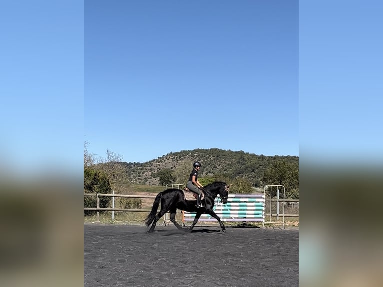 Cruzado Yegua 14 años 160 cm Negro in Moia