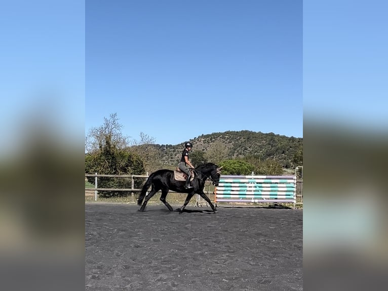 Cruzado Yegua 14 años 160 cm Negro in Moia
