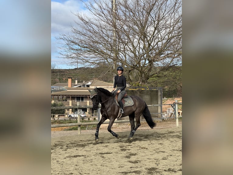 Cruzado Yegua 14 años 160 cm Negro in Moia