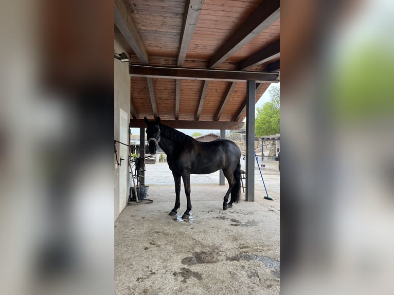 Cruzado Yegua 14 años 160 cm Negro in Moia