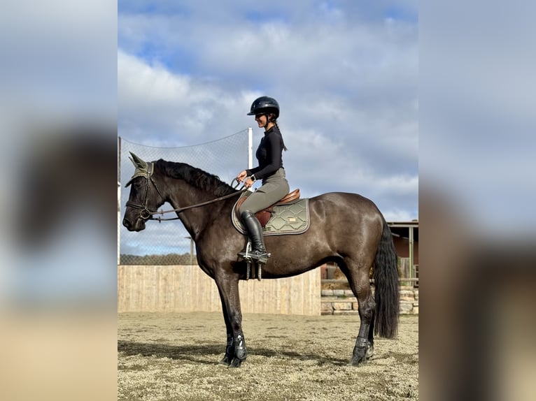 Cruzado Yegua 14 años 160 cm Negro in Moia