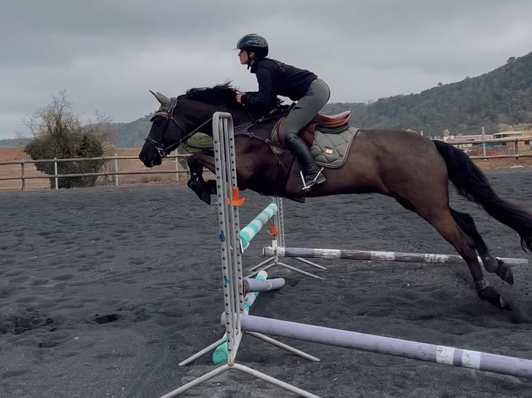 Cruzado Yegua 14 años 160 cm Negro in Moia