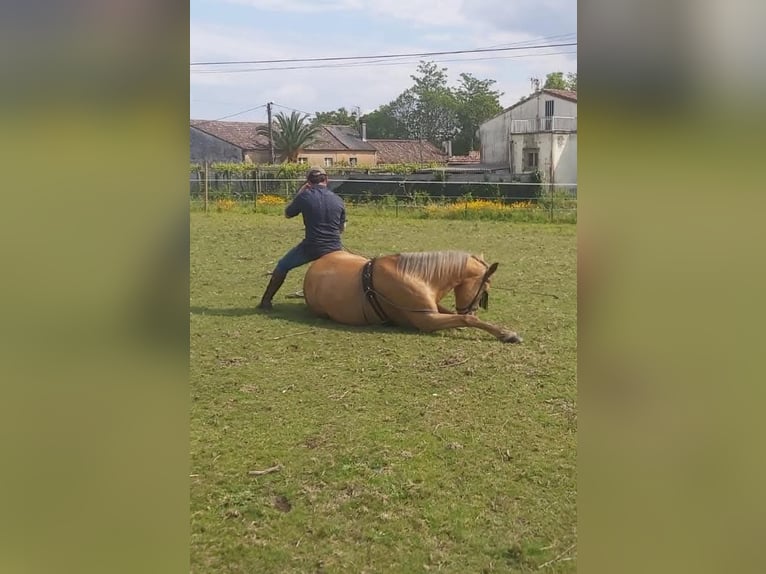 Cruzado Mestizo Yegua 15 años 158 cm Palomino in Santiago De Compostela