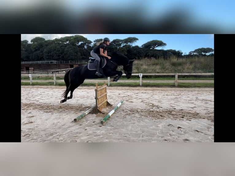 Cruzado Mestizo Yegua 15 años 160 cm Negro in Premia De Dalt
