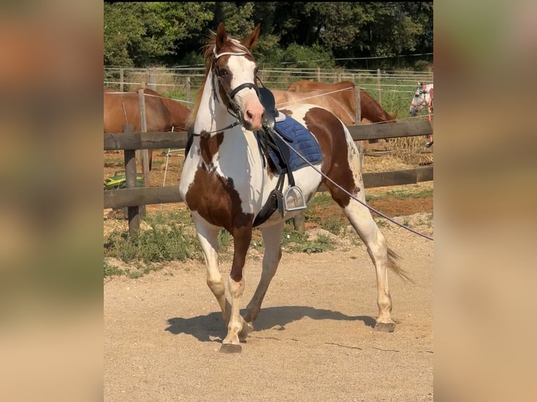 Cruzado Yegua 15 años 162 cm Pío in Pins, Els (Banyoles)
