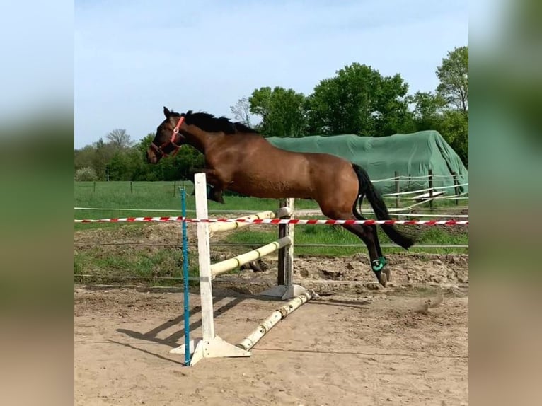 Cruzado Mestizo Yegua 16 años 152 cm Castaño in Kempen