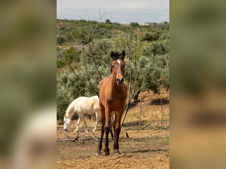 Cruzado Mestizo Yegua 1 año 155 cm Castaño in Bonares