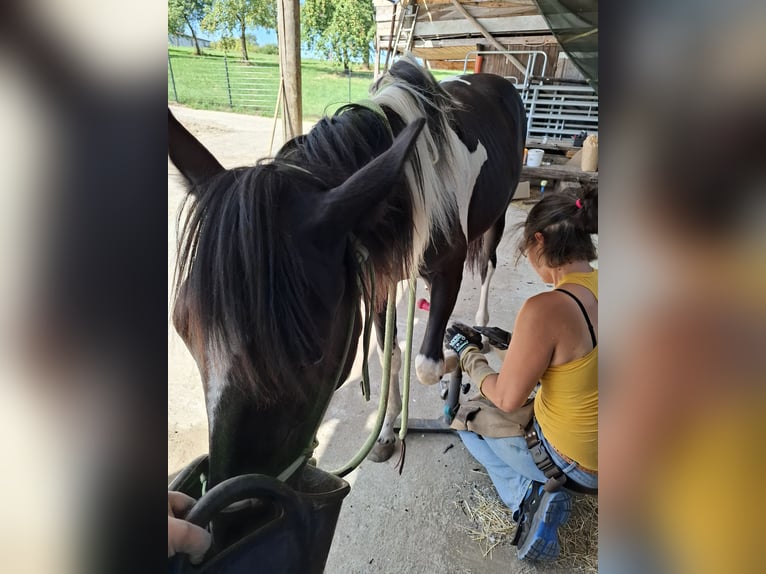 Cruzado Mestizo Yegua 1 año 160 cm Tobiano-todas las-capas in Kupferzell