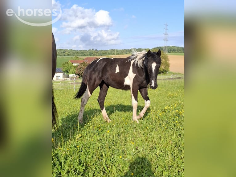 Cruzado Mestizo Yegua 1 año 163 cm Tobiano-todas las-capas in Kupferzell