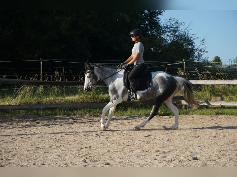Cruzado Mestizo Yegua 3 años 141 cm Pío in Beratzhausen