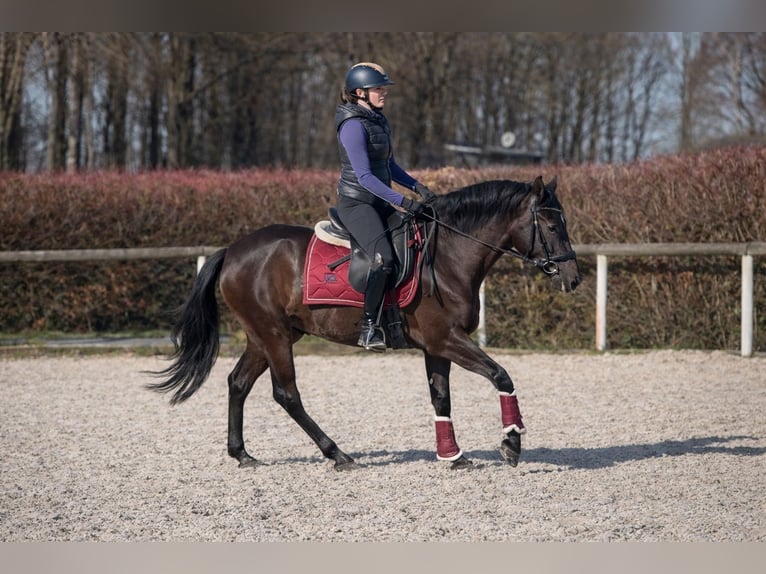 Cruzado Yegua 3 años 150 cm Negro in Neustadt (Wied)