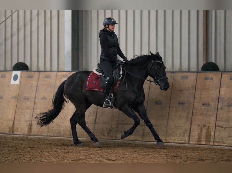 Cruzado Yegua 3 años 150 cm Negro in Neustadt (Wied)