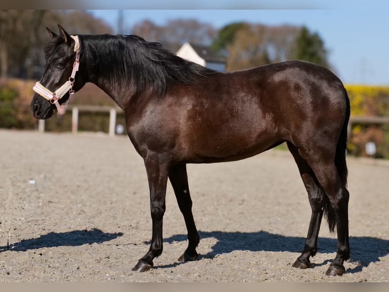 Cruzado Yegua 3 años 150 cm Negro in Neustadt (Wied)