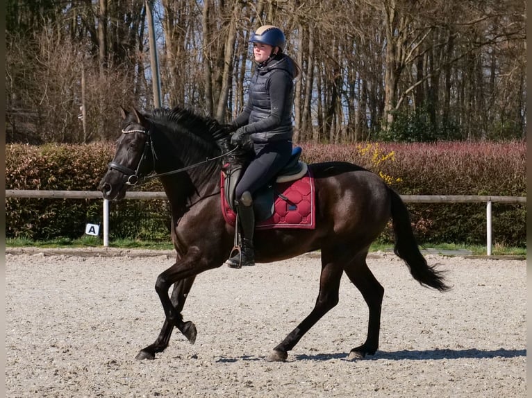 Cruzado Yegua 3 años 150 cm Negro in Neustadt (Wied)