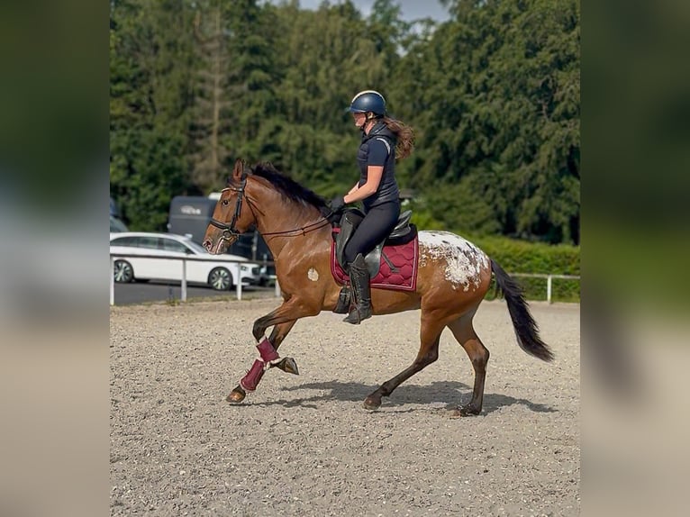 Cruzado Yegua 3 años 153 cm Atigrado/Moteado in Neustadt (Wied)