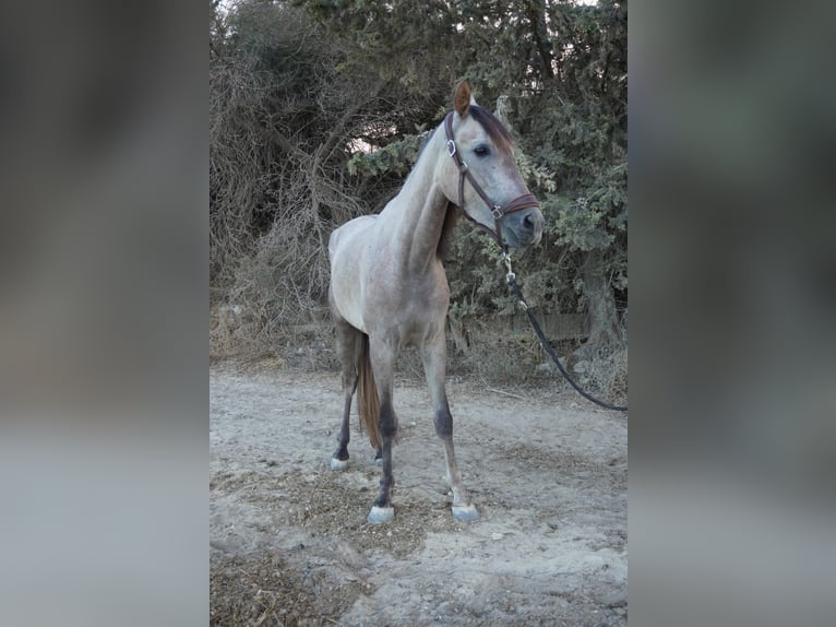 Cruzado Mestizo Yegua 4 años 147 cm Tordo in Torrevieja