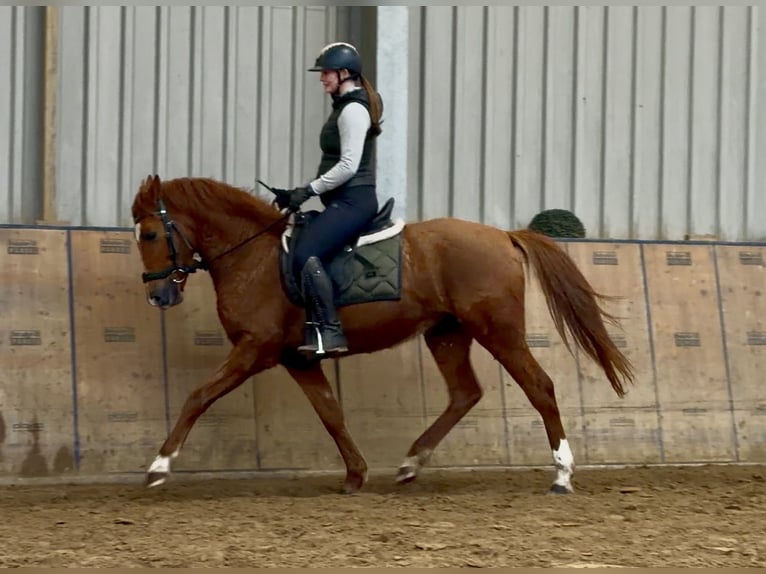 Cruzado Yegua 4 años 148 cm Alazán in Neustadt (Wied)